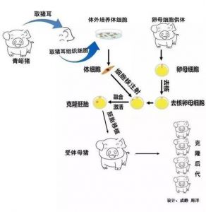 什么是克隆技术?克隆有什么用??